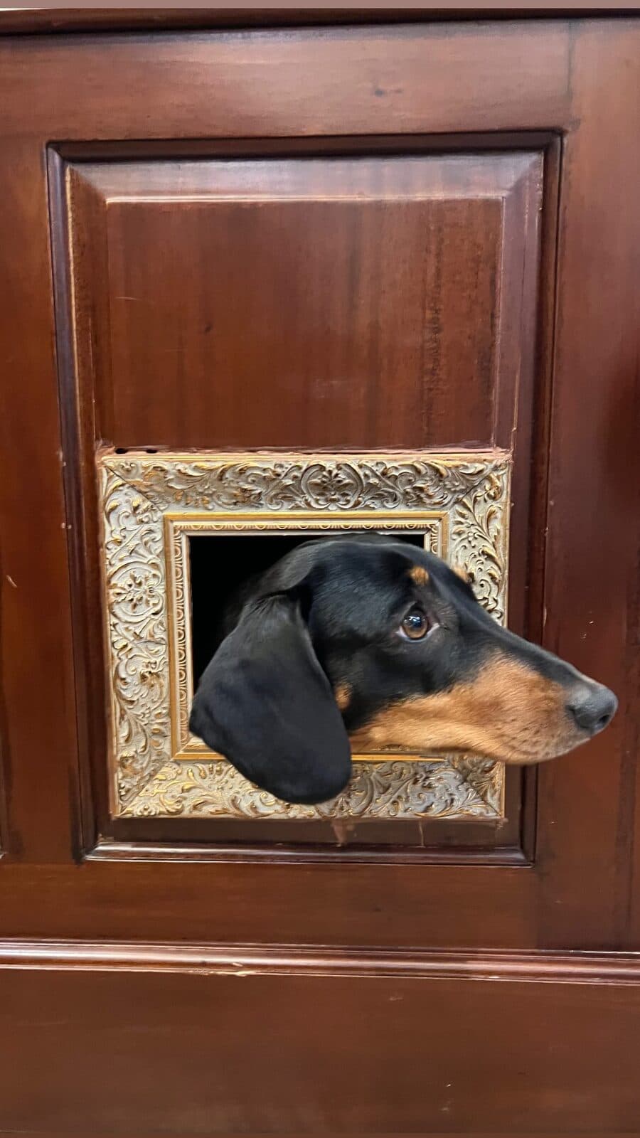 A dachshund looking out through a small gilt frame set into the wooden counter.